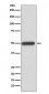 Cyclin A2 (16R6) Rabbit Monoclonal Antibody